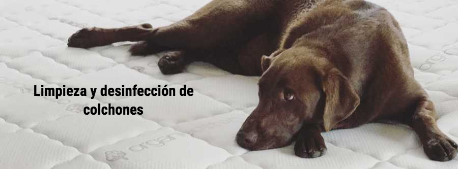 limpieza de colchones